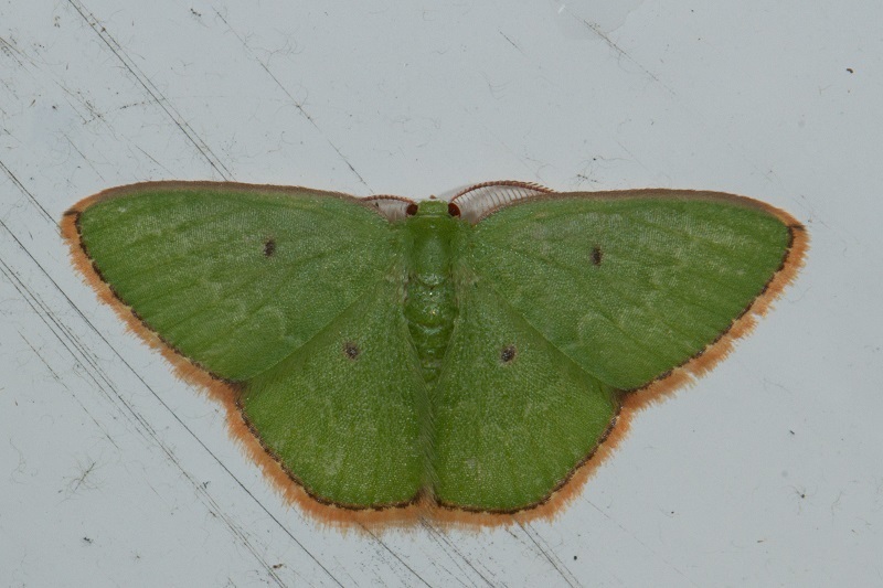 Comostola dyakaria