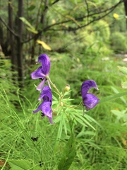 Aconitum volubile