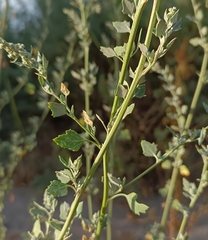 Chenopodium opulifolium