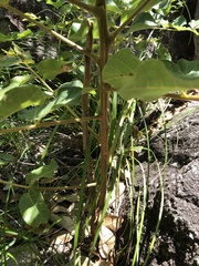 Canarium australianum
