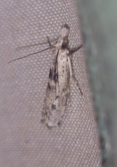 Crambus sparsellus
