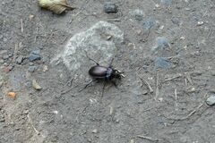 Carabus nemoralis