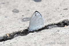Celastrina lavendularis