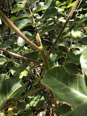 Canarium australianum