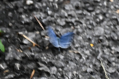 Celastrina lavendularis