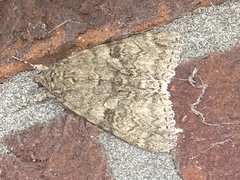 Catocala nupta