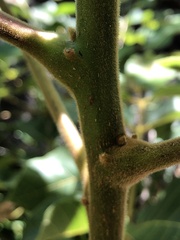 Canarium australianum