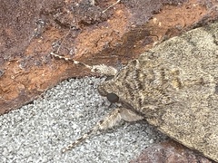 Catocala nupta
