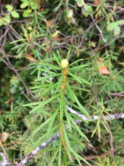 Rhododendron tomentosum