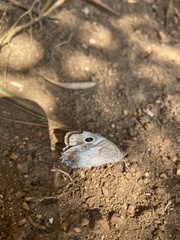 Hipparchia statilinus