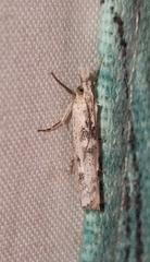 Crambus sparsellus