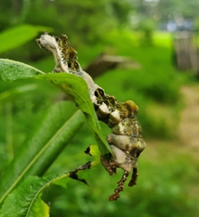 Limenitis archippus