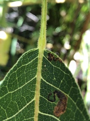 Canarium australianum