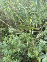 Phaneroptera falcata