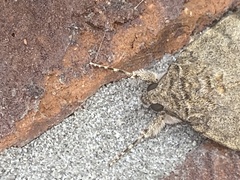 Catocala nupta