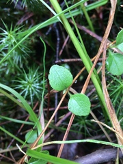 Linnaea borealis