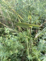 Phaneroptera falcata