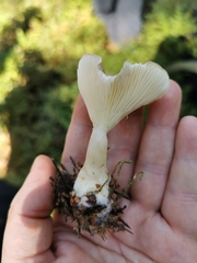 Ampulloclitocybe clavipes
