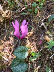 Cyclamen purpurascens