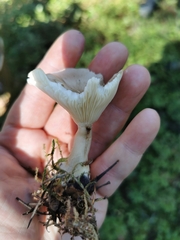Ampulloclitocybe clavipes
