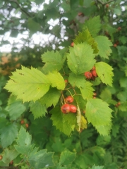 Crataegus flabellata
