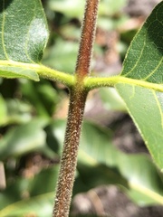 Canarium australianum