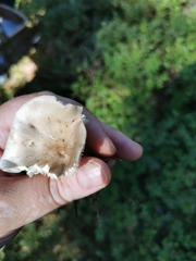 Ampulloclitocybe clavipes