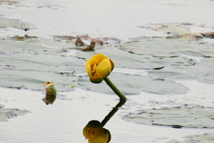 Nuphar