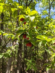 Cornus mas