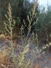 Chenopodium opulifolium