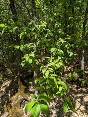 Cornus mas