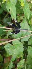 Neurothemis tullia