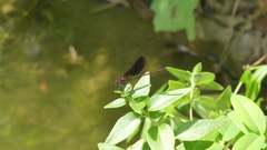 Calopteryx haemorrhoidalis