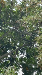 Pteropus seychellensis seychellensis