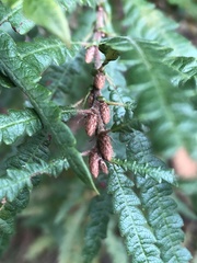 Comptonia peregrina
