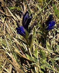 Gentiana pneumonanthe
