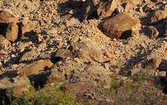 Petrogale xanthopus