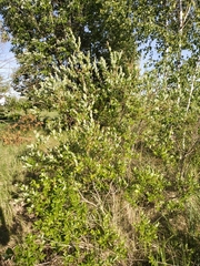 Salix starkeana