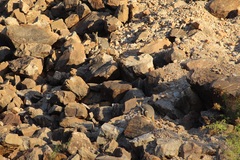 Petrogale xanthopus