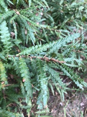 Comptonia peregrina