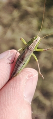 Tettigonioidea