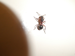 Formica rufa