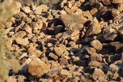 Petrogale xanthopus