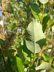 Salix starkeana