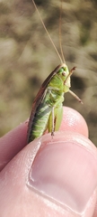 Tettigonioidea