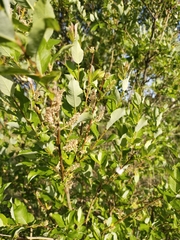 Salix starkeana