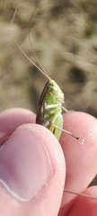 Tettigonioidea