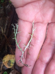 Cladonia portentosa