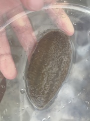 Holothuria hilla