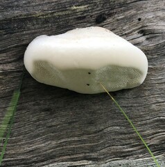 Laetiporus portentosus